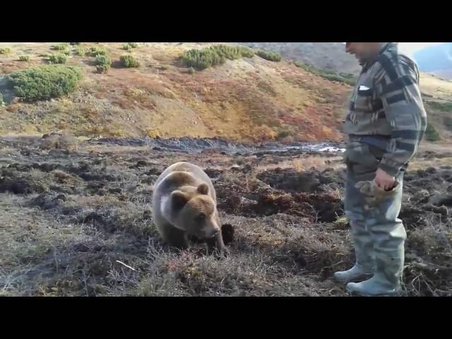 Это Россия! Медведь пришёл к рабочим отобедать