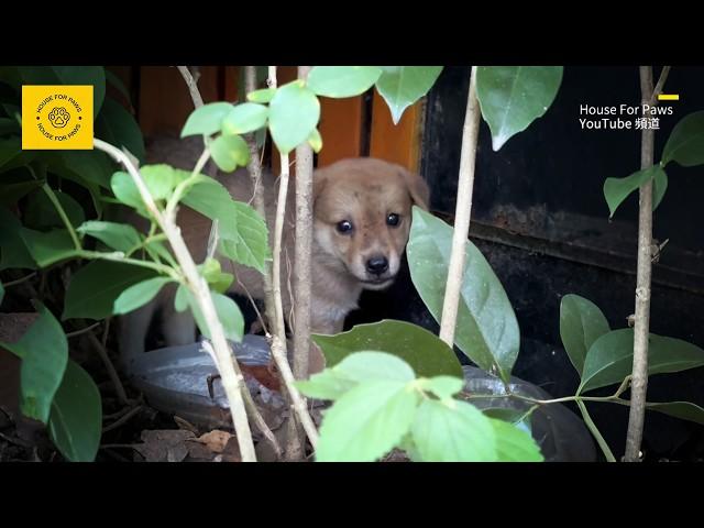 Abandoned stray puppy refuses to go outside after being taken home, fearing abandonment by its owner