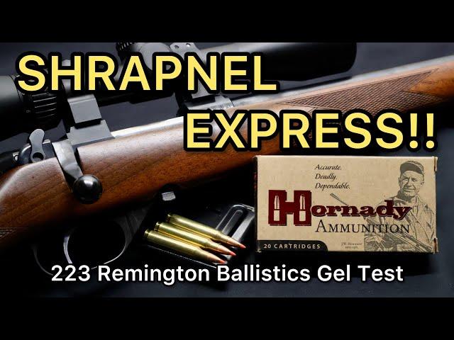 PREDATOR SLAYERS?! 223 Remington Hornady Varmint Express VMAX 55gr Ballistics Gel Ammo Test