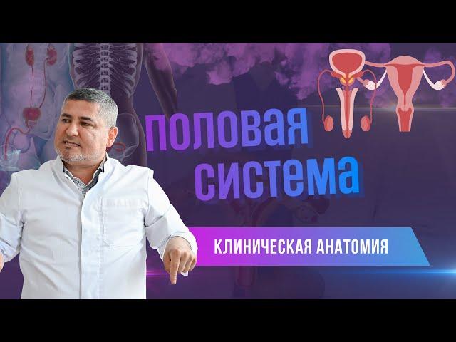 Половая система. Клиническая анатомия