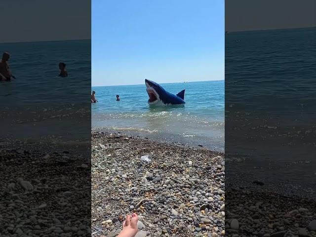 Акула на пляже в Лазаревском