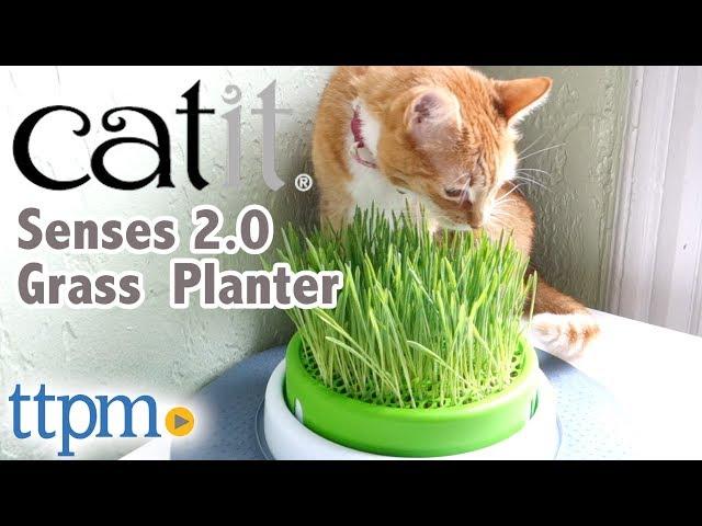 Senses 2.0 Grass Planter from Catit