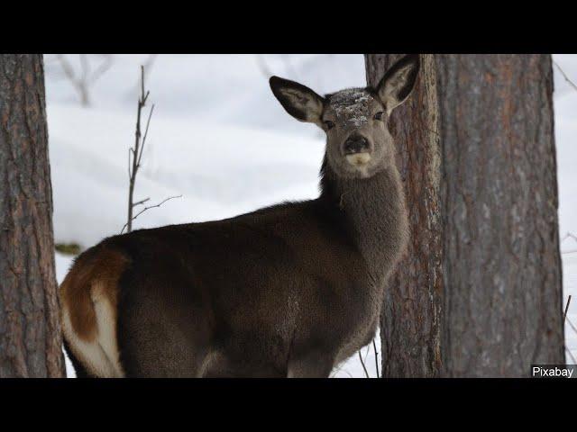 CWD Confirmed in Wild Deer in Grand Rapids