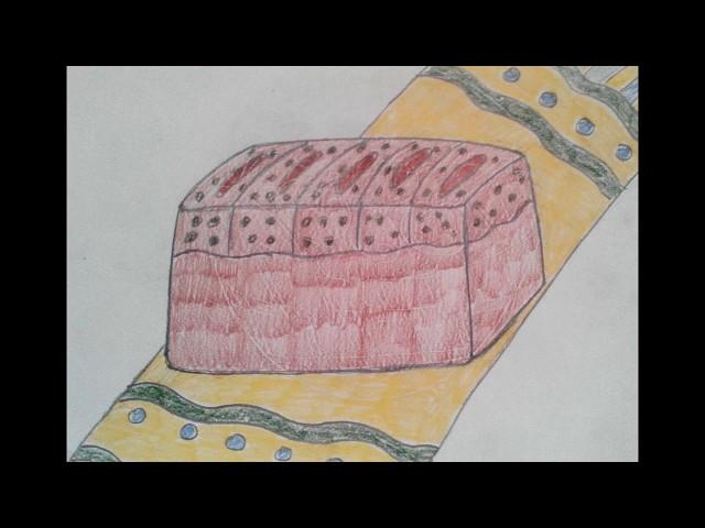 HOW TO DRAW BREAD  \  CÓMO DIBUJAR PAN  \  COMMENT DESSINER DU PAIN