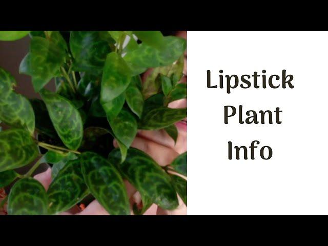 Episode 6: Lipstick Plant (Black Pagoda) Plant Info