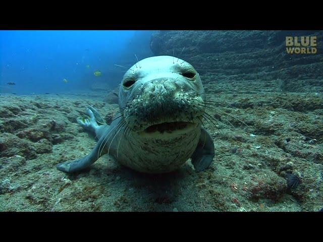 Hawaiian Monk Seals | JONATHAN BIRD'S BLUE WORLD