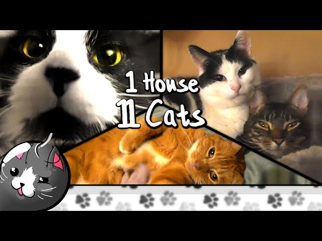 An Introduction to the Cat-astrophe | 1 House, 11 Cats