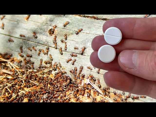 How To Quickly Get Rid Of Ants And Aphids Forever, 100% Effective! +10 Recipes