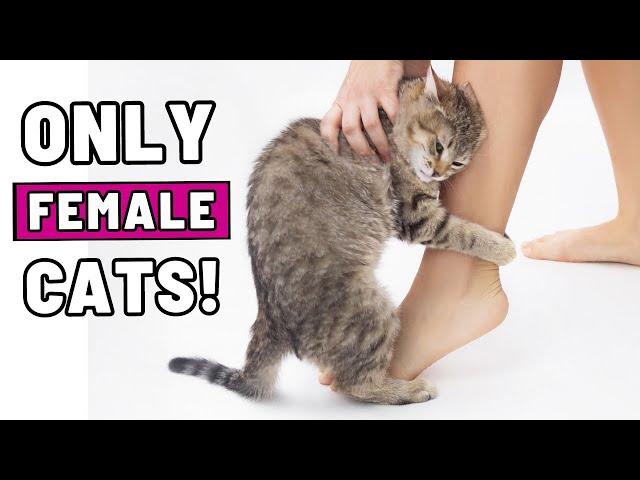 Super Weird Things Only Female Cats Do for Their Owners and Why