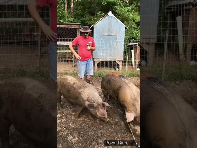 Daily chores raising #pigs #pork #youtubeintro #smallfarm