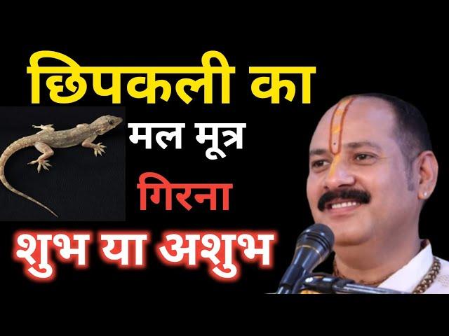 छिपकली का मल गिरना शुभ या अशुभ | छिपकली का मल | छिपकली को देखना | छिपकली को मारना | #Chipkali Ka Mal