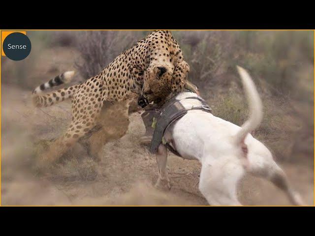 25 Moments Dog Beat Leopard 1Vs1 Caught On Camera