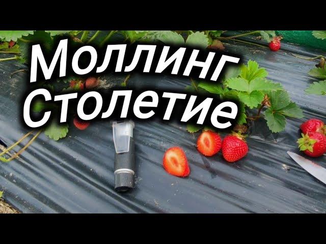 Моллинг столетие. Сорт клубники раннего срока созревания. Belklubnika.by