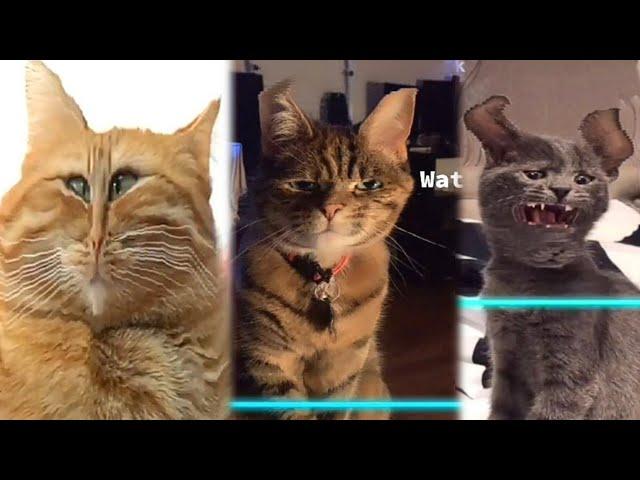 Time Warp Scan Pets TikTok Compilation 2022 | JoysPets