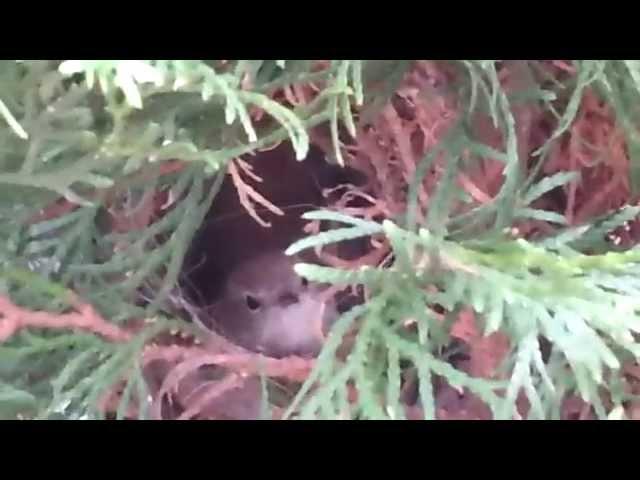 Mica Vasic - breeding - nightingale (luscinia megarhynchos)