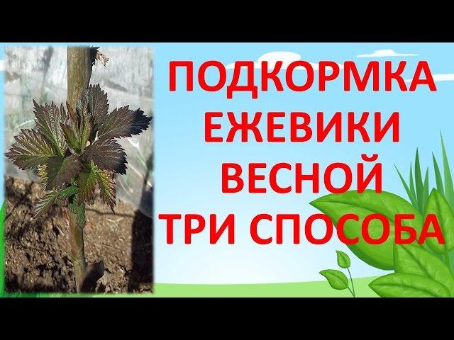 ТРИ СПОСОБА ПОДКОРМКИ ЕЖЕВИКИ В МАЕ. Как выращивать ежевику.