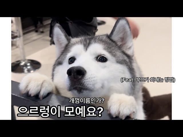 으르렁이 뭐예요? (Feat. 내가 화난걸 아무에게도 알리지말라 부순신)