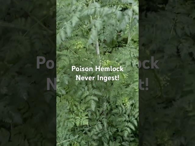 Poisonous Plants - Poison Hemlock