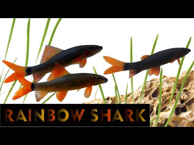 The Secret Life of Rainbow Sharks: A Close-Up Look (Epalzeorhynchos frenatum)