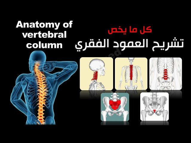 تشريح العمود الفقري - anatomy of vertebral column - ( كل ما تحتاج إلى معرفته ) - محمد ماجد