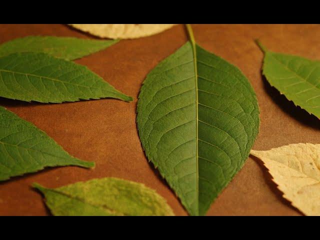 The Art of Leaf Decoupage Crafting with Natural Materials