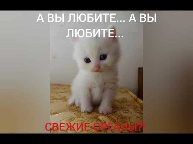 МИЛЫЕ КОТЕЙКИ (5 ЧАСТЬ)