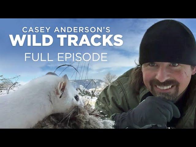 Casey Anderson's Wild Tracks 106: Ermine Tug of War