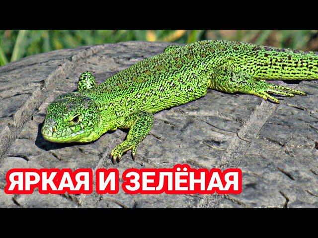 КАК СДЕЛАТЬ ПРЫТКУЮ ЯЩЕРИЦУ ЗЕЛЁНОЙ! КАК СДЕЛАТЬ ЯЩЕРИЦУ ЯРЧЕ! EXO TOP