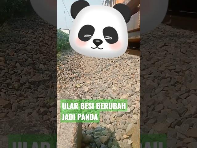 ULAR BESI BERUBAH JADI PANDA #vidioshort #shorts