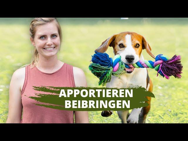 APPORTIEREN beibringen ▶︎ Erfolge nach einer Woche | Hundetraining