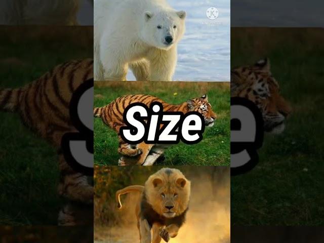 Barbary Lion vs Siberian Tiger vs Polar bear || @AnimalFacts972 | Lion vs Bear vs Tiger ||#short