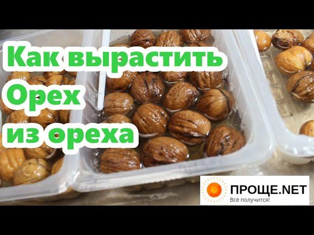 Как вырастить Орех из ореха - от А до Я.Стратификация. Сфагнум, газета. Ускоренная стратификация.