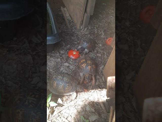 My turtles love tomatoes! 