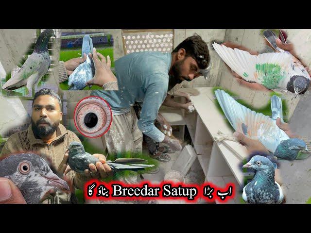 Ab Sahi Pigeons Breedar Satup Banaoo Ga 