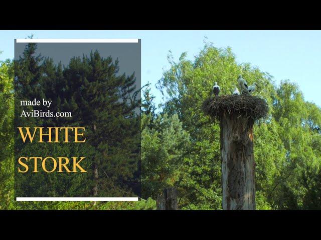 White Stork [Ciconia Ciconia]