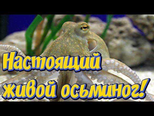 Настоящий морской осьминог в  аквариуме! Красивый обитатель морского аквариума осьминог!