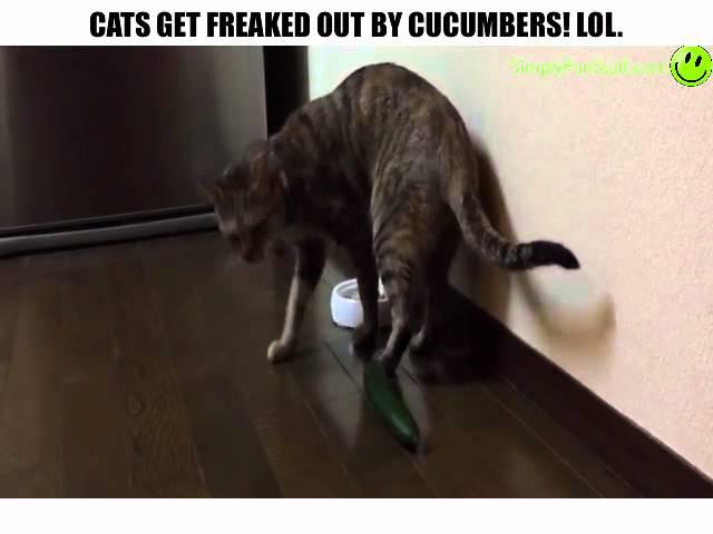 Cats Freaked Out By Cucumbers!