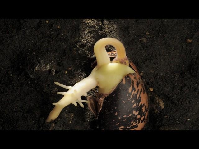 Runner Bean hypogeal germination time lapse over 24 days