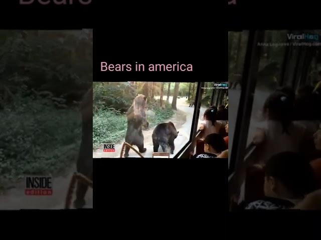 bears in america vs in russia #haha #russia #asia #bear #lol #usa #shorts