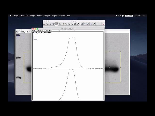 western blot analysis with imageJ