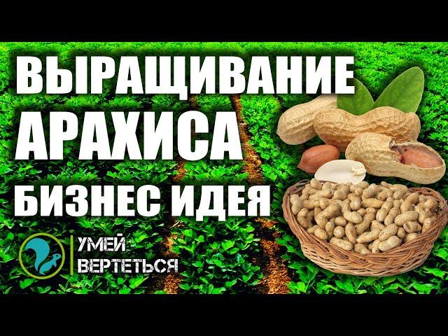 Выращивание арахиса. Бизнес идея