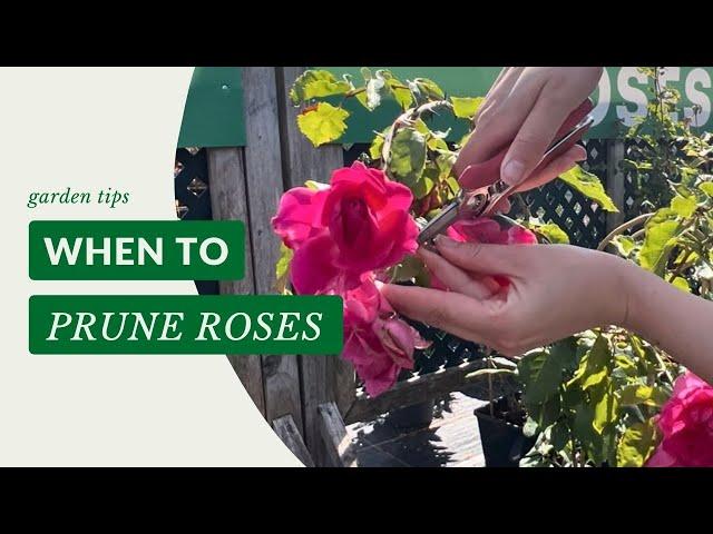 When To Prune Roses | Gardening Tips with J. Parker's