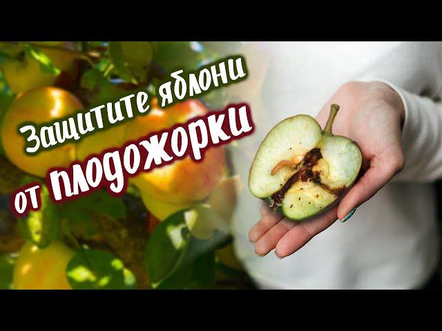 Как Защитить Яблоню От Плодожорки | Вредители яблони весной