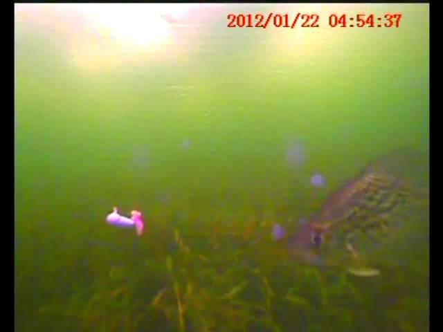Aqua Vu Micro in Action