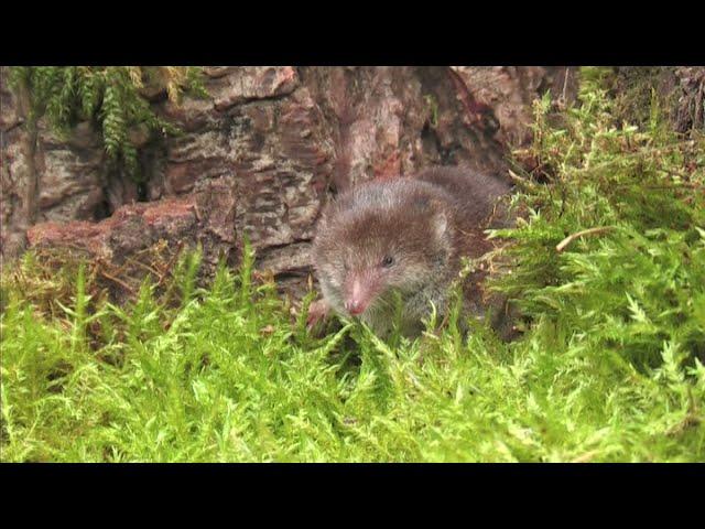 Common Shrew - The British Mammal Guide