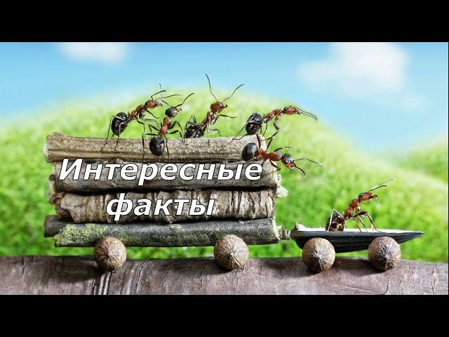 Телепортация!!!! Интересные факты! & Жизнь замечательных муравьёв.ЖЗМ