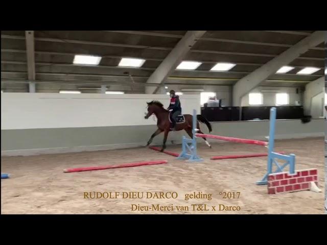 Rudolf Dieu Darco, under saddle, Dieu Merci van T&L x Darco, gelding, °2017, Belgian Horse Trading