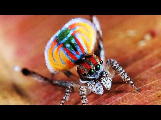 The Most Beautiful Spider In The World