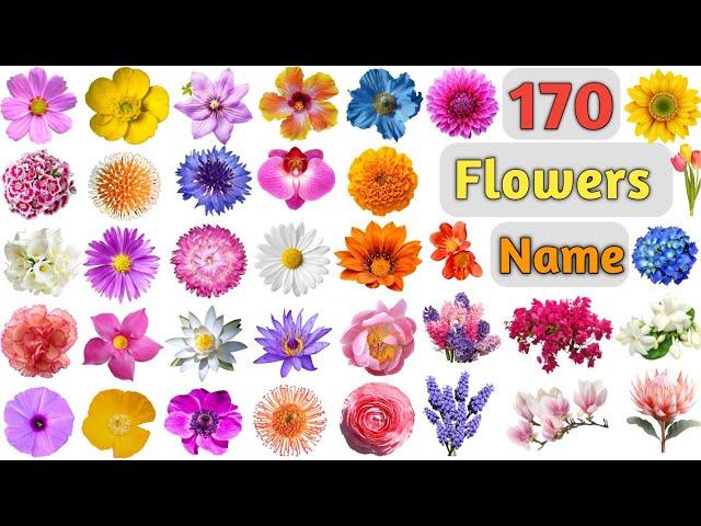 Flowers Vocabulary ll 170 Flowers Name In English With Pictures ll Names of Different Flowers