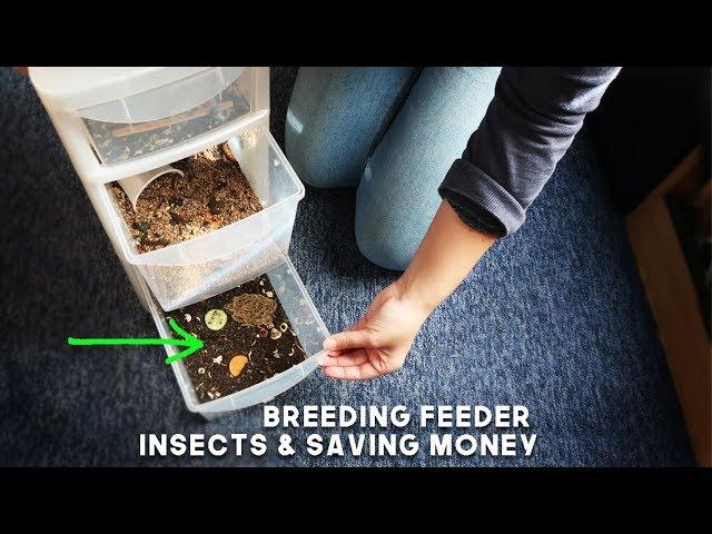 Breeding Feeder Insects & Saving Money on Gecko Food!